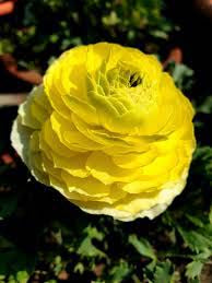 Yellow Ranunculus Asiaticus Flower Seeds for Planting – Heirloom, Non-GMO, Garden Favorite, High Germination
