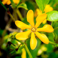 Yellow Gardenia Flower Seeds for Planting – Heirloom, Non-GMO, High Germination Organic Garden Seeds