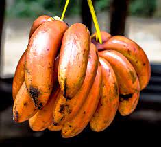 Fruit Seeds,Garden seeds, Seeds For Planting,Plant Seeds