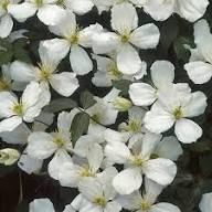 Clematis Montana Flower Seeds for Planting – Heirloom, Non-GMO, High Germination Organic Garden Seeds