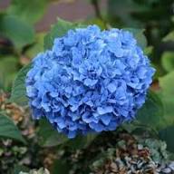 Hydrangea Flower seeds for Planting – Low Maintenance, Heirloom & GMO Free Seeds for Home Garden, High Germination