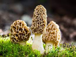 Morel Mushroom Seeds for Planting – Heirloom & Non-GMO Fungi Seeds