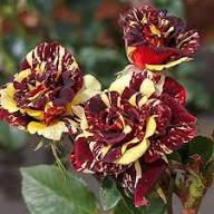 Mix Dragon Rose Flower Seeds for Planting - Cottage Garden Essential, Heirloom &amp; GMO Free Seeds for Home Garden Non-GMO