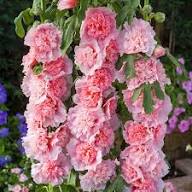 Pale Pink Hollyhock Flower Seeds for Planting – Heirloom Non-GMO High Germination Organic Garden Seeds