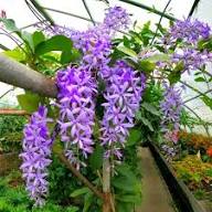 Violet Lychnis Flower Seeds for Planting | Heirloom Non-GMO High Germination Organic Garden Seeds