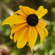 Rudbeckia Flower Seeds for Planting – Heirloom, Non-GMO, High Germination Organic Garden Seeds