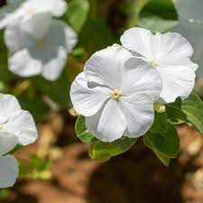 Periwinkle Vinca White Flower Seeds for Planting – Heirloom, Non-GMO, High Germination Organic Garden Seeds