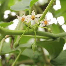 Cyphomandra Flower Seeds for Planting – Heirloom, Non-GMO, Pollinator Friendly Organic Garden Seeds