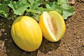 Yellow Cantaloupe fruit seeds for planting - Heirloom & Non-GMO Garden seeds