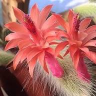 Hildewintera Colademononis Flower Seeds for Planting – Heirloom, Non-GMO, Pollinator-Friendly Seeds