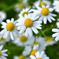 White German Fragrant Flower Seeds for Planting – Heirloom, Non-GMO, High Germination Organic Garden Seeds