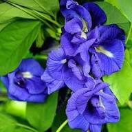 Mix Ternatea Flower Seeds for Planting - Heirloom, Non-GMO, High Germination Organic Garden Seeds