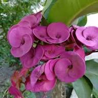 Purple Euphorbia Milii Flower Seeds for Planting | Heirloom Non-GMO High Germination Organic Garden Seeds