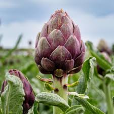 Purple Romagna Plant Seeds for Planting – Heirloom &amp; Non-GMO Herb Seeds for Gourmet &amp; Ornamental