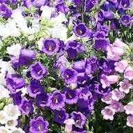 Bells Flower Seeds for Planting – Heirloom, Non-GMO, High Germination Organic Garden Seeds