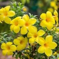 Yellow Corydalis Manchu Flower Seeds for Planting - Seasonal Bloomer, Heirloom &amp; GMO Free Seeds for Home Garden Non-GMO