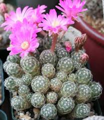 Escobaria Vivipara Flower Seeds for Planting – Heirloom, Non-GMO, High Germination Organic Garden Seeds