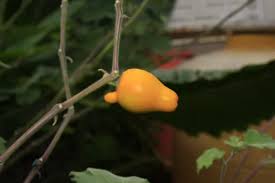 Nipple Fruit Seeds for Planting – Heirloom & Non-GMO Garden seeds, rare vibrant fruits for unique gardens