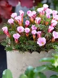 Orange Oxalis Versicolor Flower Seeds for Planting | Heirloom Non-GMO High Germination Organic Garden Seeds