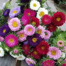 Flower Seeds, Seeds,Seeds For Planting,Plant Seeds