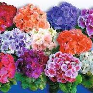 Mixed Primrose / Primula Obconica Violet Flower seeds for Planting – Long Bloom Season, Heirloom & GMO Free Seeds