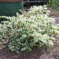 White Loropetalum Flower Seeds for Planting – Heirloom, Non-GMO, High Germination Organic Garden Seeds