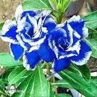 Blue White Adenium Flower Seeds for Planting – Heirloom, Non-GMO, High Germination Organic Garden Seeds