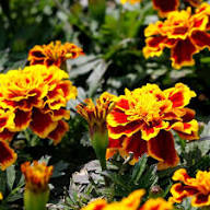 Marigold Sparky Flower Seeds for Planting – Heirloom, Non-GMO, Cut Flower Favorite Organic Garden Seeds