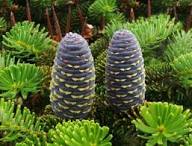 Violet Abies Flower Seeds for Planting – Heirloom, Non-GMO, High Germination Organic Garden Seeds
