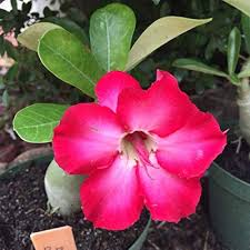 Obesum Flower Seeds for Planting | Fragrant Blossoms | Heirloom Non-GMO High Germination Seeds