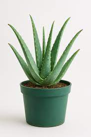 Edible Aloe Vera Yellow Green Seeds for Planting – Heirloom, Non-GMO, High Germination Organic Garden Seeds