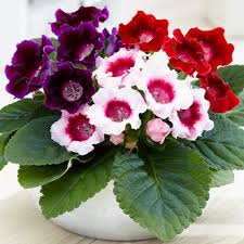 Multi-Colour Gloxinia Flower Seeds for Planting – Heirloom, Non-GMO, High Germination Organic Garden Seeds