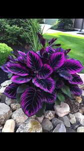 Purple Calathea Warscewiczii Flower Seeds for Planting – Heirloom, Non-GMO, High Germination Organic Garden Seeds