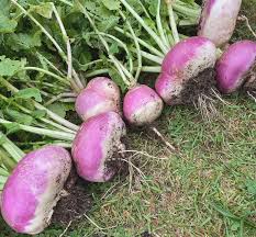 Turnip Seeds for Planting – Heirloom Non-GMO Nutritious Root Vegetable Seeds with High Germination for Organic Gardens
