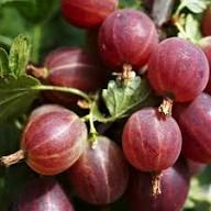 Brown Gooseberry Fruit Seeds – Heirloom Non-GMO, High Germination Organic Garden Seeds for Planting
