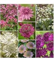 Mixed Astrantia Flower Seeds for Planting – Heirloom Non-GMO, High Germination Organic Garden Seeds
