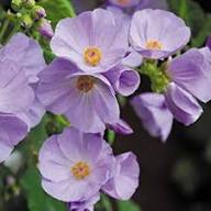 Purple Abutilon Striatum Flower Seeds for Planting - Compact Growth, Heirloom &amp; Non-GMO Seeds for Home Garden