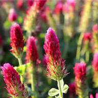 Red Clover Flower Seeds for Planting – Heirloom Non-GMO Seasonal Bloomer Organic Garden Seeds