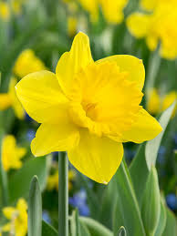 Yellow Narcissus Flower Seeds for Planting – Heirloom Non-GMO Seeds with High Germination for Organic Garden Seeds