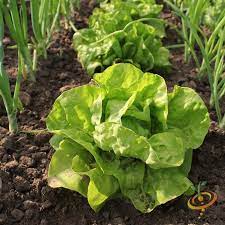 Romaine Lettuce Seeds for Planting – Heirloom, Non-GMO – Crisp, Crunchy Leaves for Fresh Organic Garden Salads