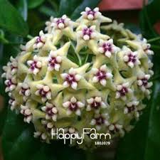 Hoya Carnosa Flower Seeds for Planting – Heirloom, Non-GMO, High Germination Organic Garden Seeds