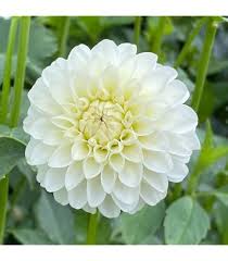 Dahlia Flower Seeds for Planting – Heirloom Non-GMO High Germination Organic Garden Seeds