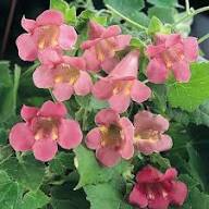 Pink Asarina Flower Seeds for Planting – Bright Blooms, Heirloom, Non-GMO, High Germination Organic Garden Seeds
