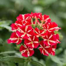 Stripe Verbena Flower Seeds for Planting – Heirloom Non-GMO, High Germination Organic Garden Seeds