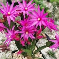 Purple White Schlumbergera Flower Seeds for Planting - Vibrant Colors, Heirloom &amp; GMO Free Seeds for Home Garden Non-GMO