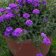 Purple Moss Verbena Flower Seeds for Planting – Heirloom, Non-GMO, High Germination Organic Garden Seeds