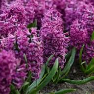 Burgundy Hyacinth Flower Seeds for Planting | Heirloom Non-GMO High Germination Organic Garden Seeds