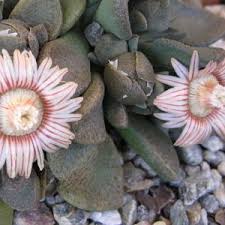 Titanopsis Fulleri Flower Seeds for Planting – Heirloom, Non-GMO, High Germination Organic Garden Seeds