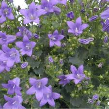 Purpleb Portenschlagiana Flower Seeds for Planting | Heirloom Non-GMO High Germination Organic Garden Seeds