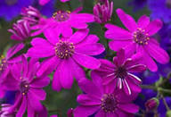 Purple Florists Cineraria Flower Seeds for Planting | Heirloom Non-GMO High Germination Organic Garden Seeds